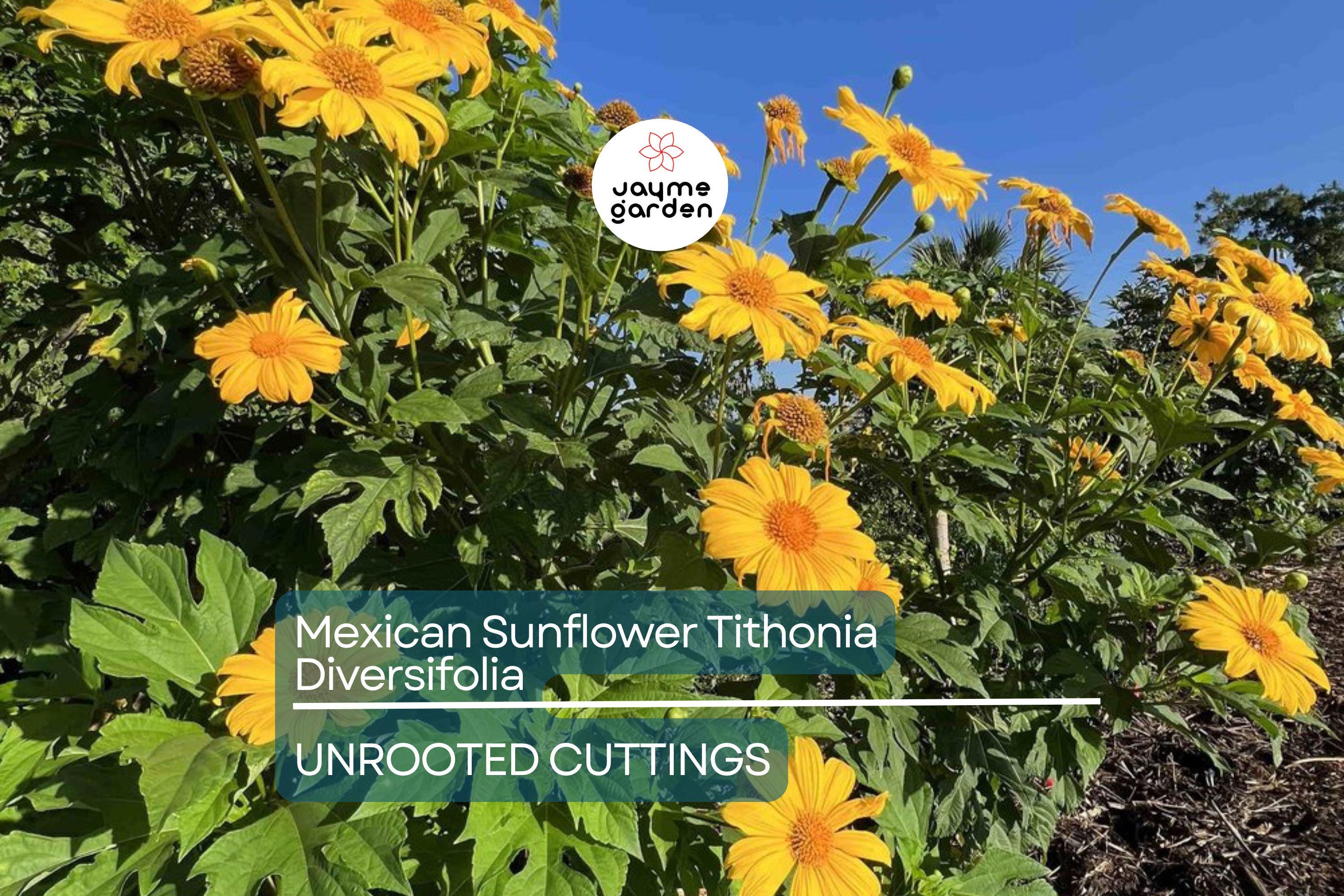 Perennial Organic Mexican Sunflower Tithonia Diversifolia - 10 Fresh Cuttings, Pollinator-Friendly