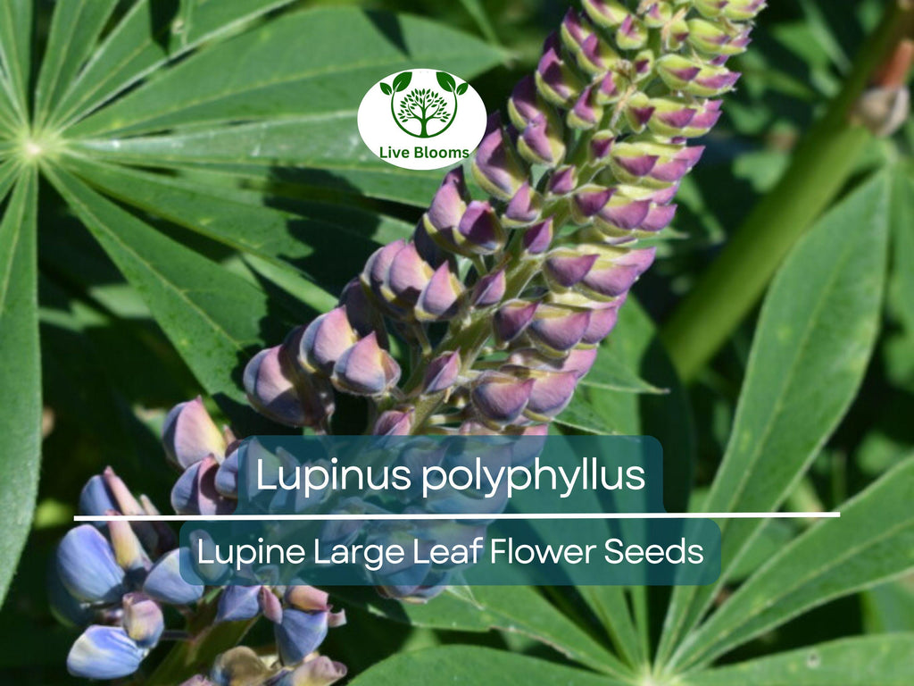 20 Seeds Lupine Large Leaf for Planting – Lupinus polyphyllus, Perennial Flower, Beautiful Garden Plant, Blue & Purple Blooms, Easy to Grow
