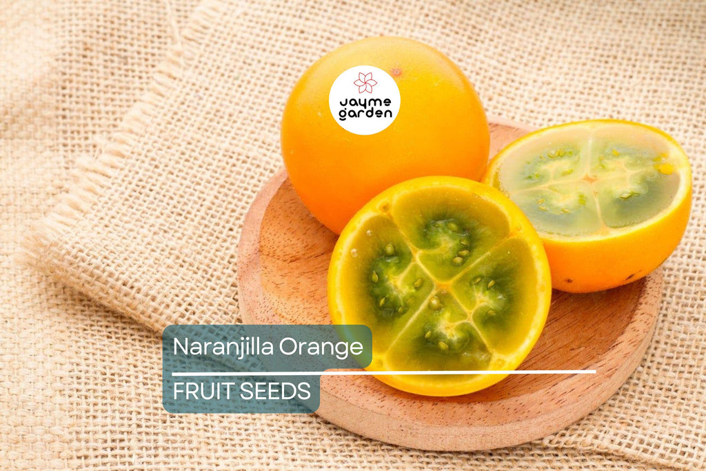 20 Naranjilla (Solanum quitoense) Seeds – Lulo Quito Orange Fruit Tree