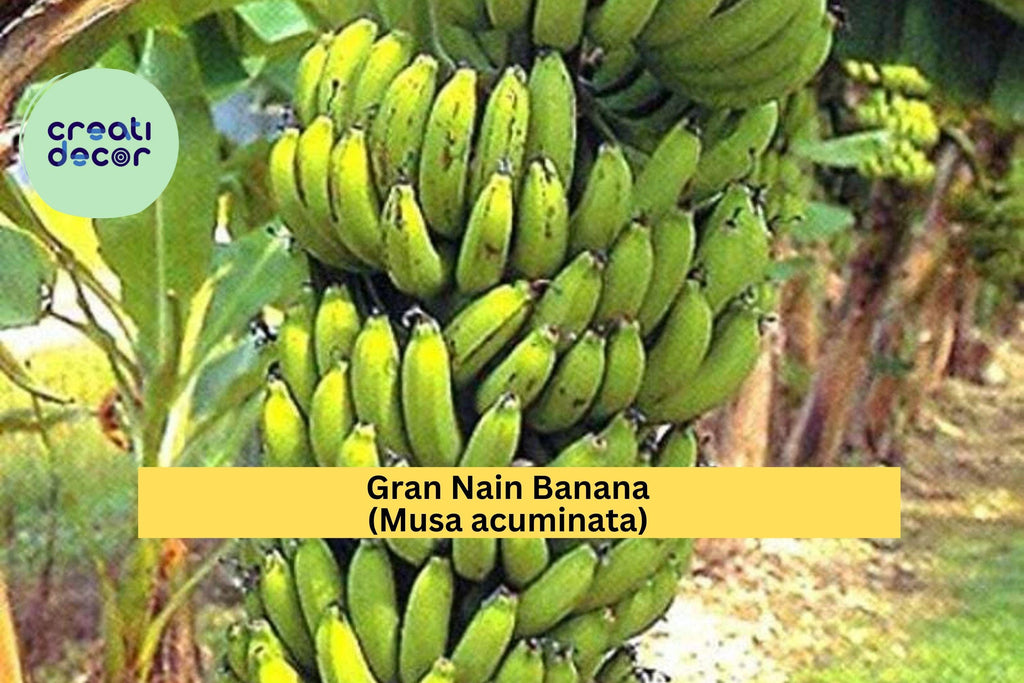 Gran Nain Banana Plant – Musa acuminata Live Rooted Starter, Tropical Fruit Tree Variety, Popular Edible Banana, Fast-Growing Zone 9–11