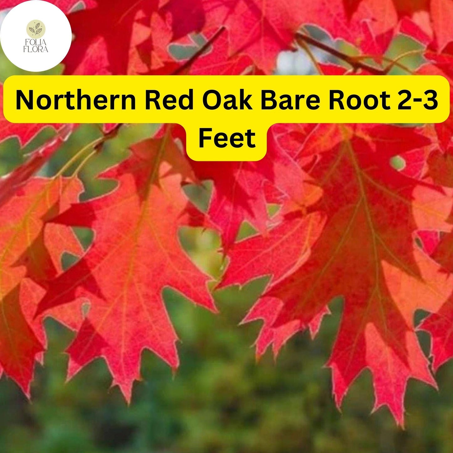 1 Northern Red Oak Tree (Quercus rubra) - Live Bare Root Plant 2-3 Feet