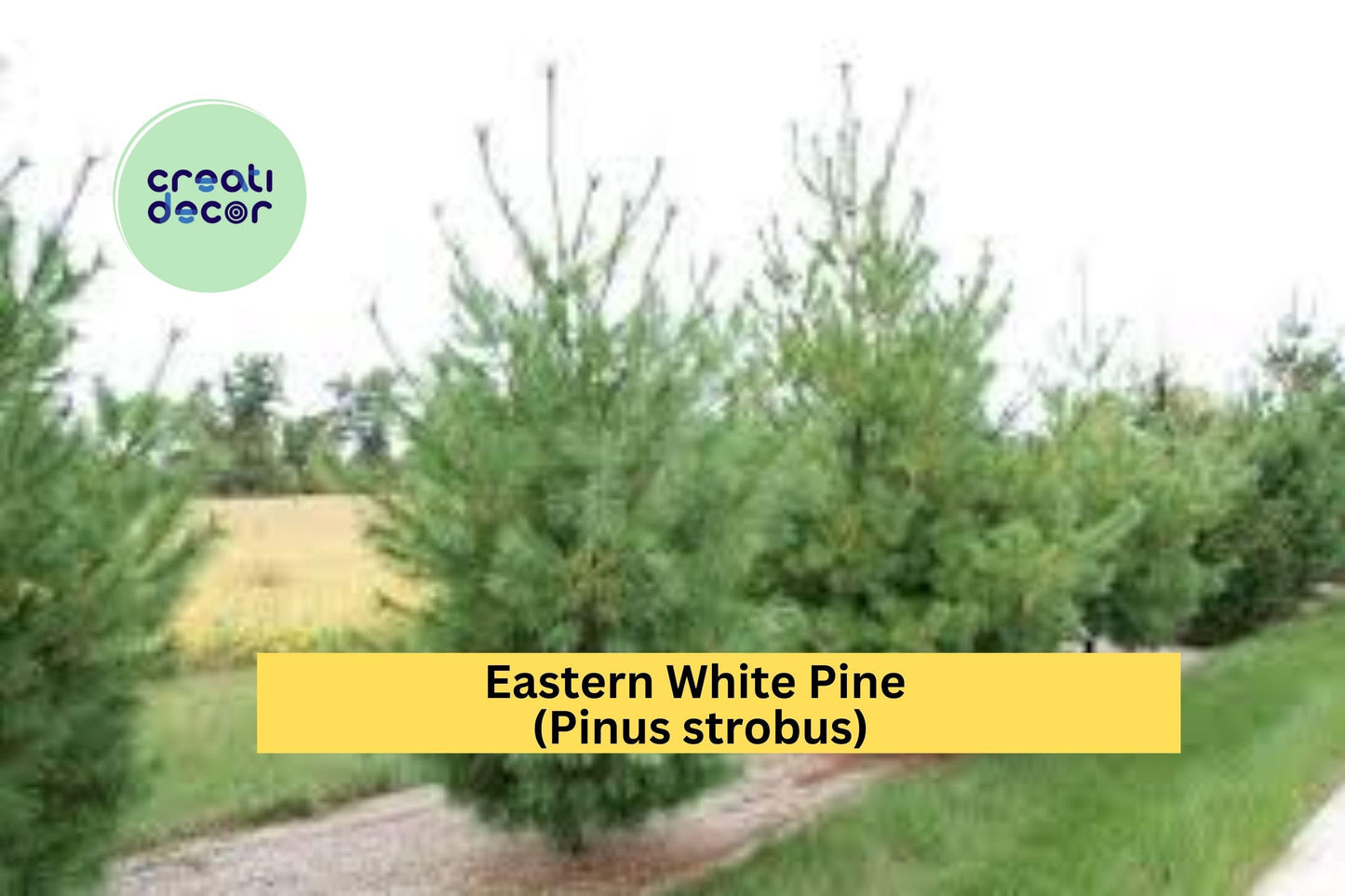 Eastern White Pine Tree Seedlings | Set of 10 Bare Root Plants | 6–16 Inch Pinus strobus Live Trees for Landscaping & Reforestation