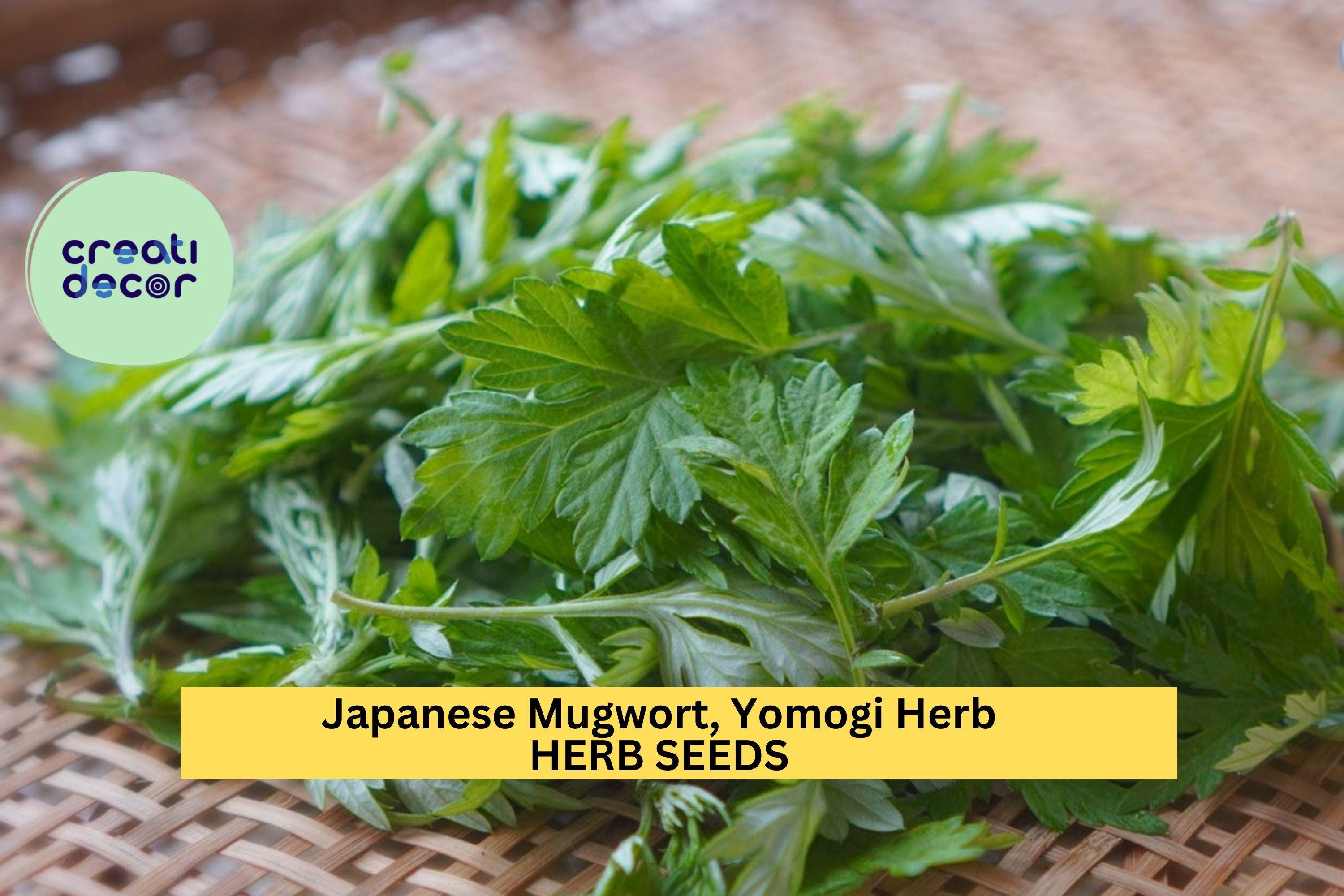 3pcs of 100mg Japanese Mugwort Seeds for Planting – Yomogi Herb for Culinary & Garden Use, Hardy Perennial Aromatic Plant