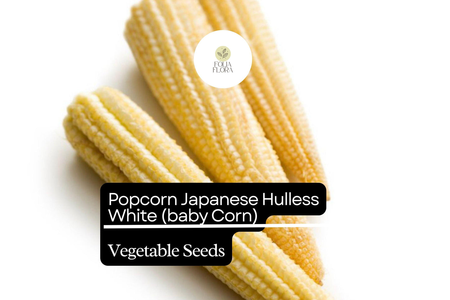 5g Popcorn Japanese Hulless White Seeds Zea mays | Tender Baby Corn & Gourmet Popcorn Variety