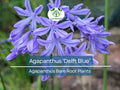 1 Agapanthus ‘Delft Blue’ – Bare Root Plant – Summer-Blooming Lily of the Nile – Showy Blue Flowers – Pollinator-Friendly