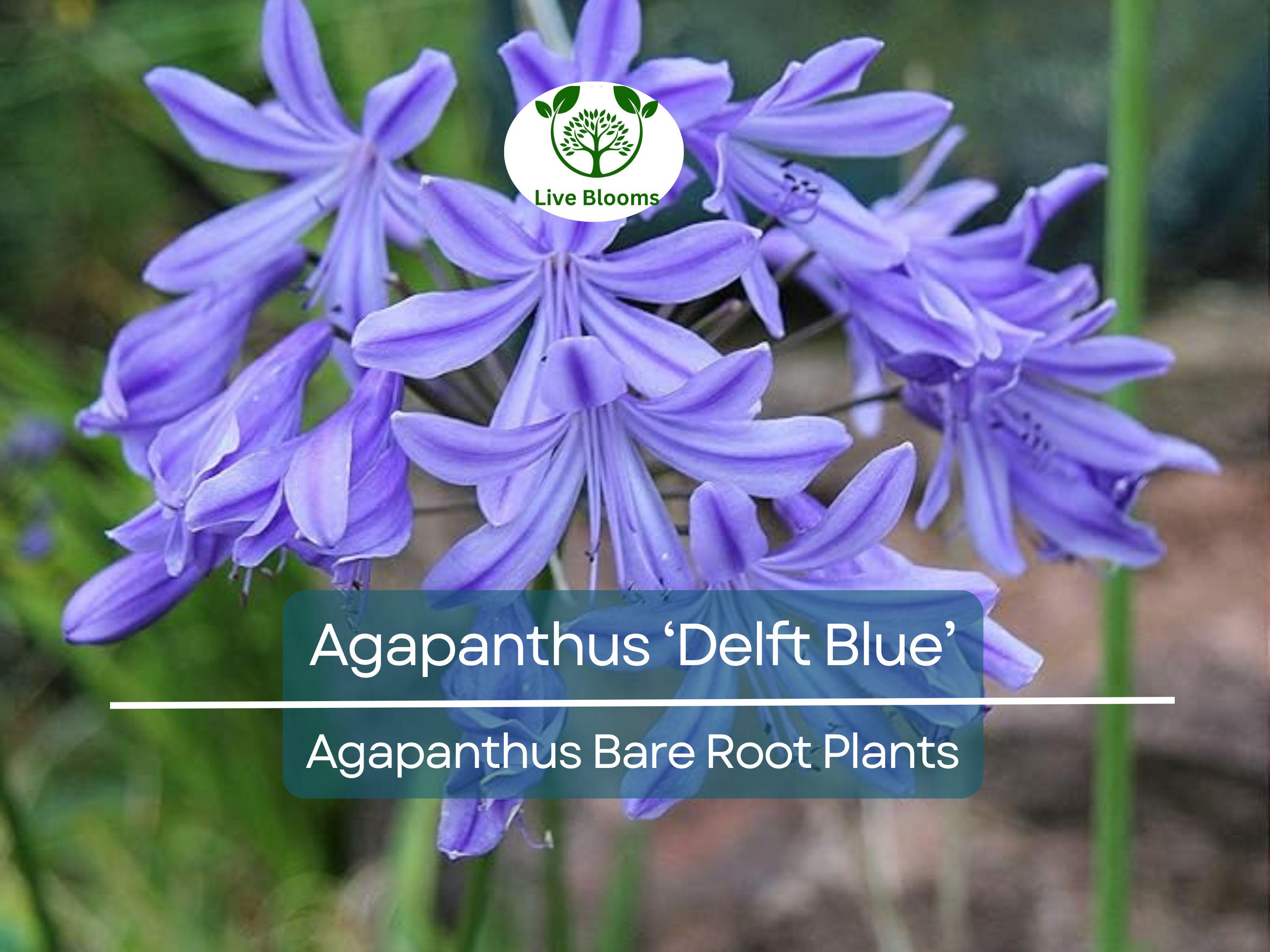 1 Agapanthus ‘Delft Blue’ – Bare Root Plant – Summer-Blooming Lily of the Nile – Showy Blue Flowers – Pollinator-Friendly
