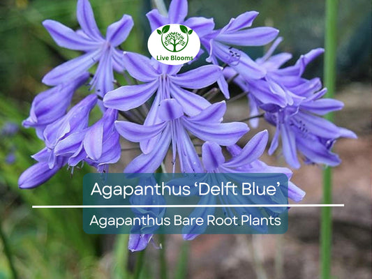 1 Agapanthus ‘Delft Blue’ – Bare Root Plant – Summer-Blooming Lily of the Nile – Showy Blue Flowers – Pollinator-Friendly