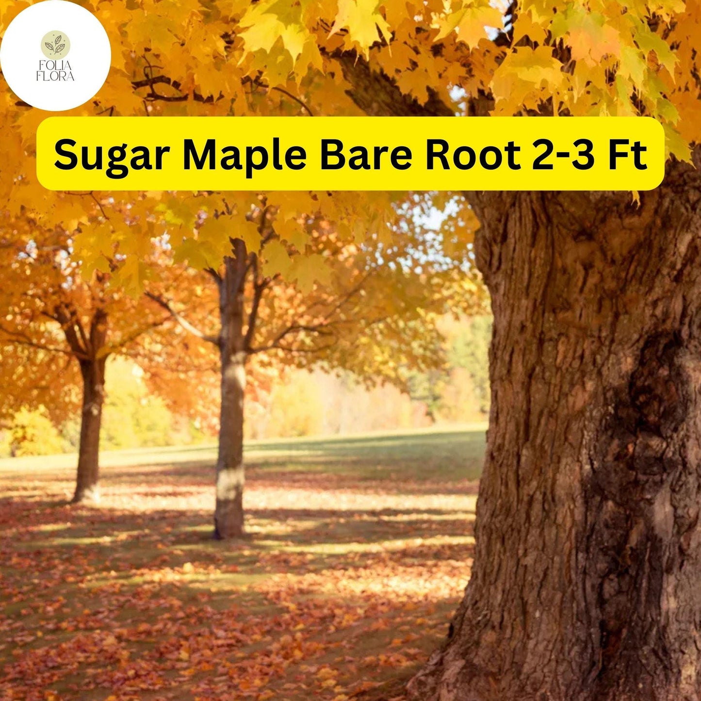 1 Sugar Maple Tree, 2-3 Ft Tall, Live Bare Root Plant, Acer saccharum, Fast Growing Shade Tree