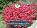 10 Dwarf Burning Bush Plants – Euonymus Alatus Bare Root Shrubs – Hardy Compact Ornamental with Brilliant Fall Color