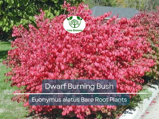 10 Dwarf Burning Bush Plants – Euonymus Alatus Bare Root Shrubs – Hardy Compact Ornamental with Brilliant Fall Color