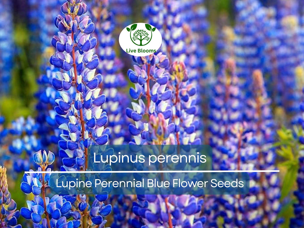 25 Seeds Lupine Perennial Blue for Planting – Lupinus perennis, Blue Flower, Hardy Plant, Easy to Grow, Attracts Pollinators, USDA Zones 3-9