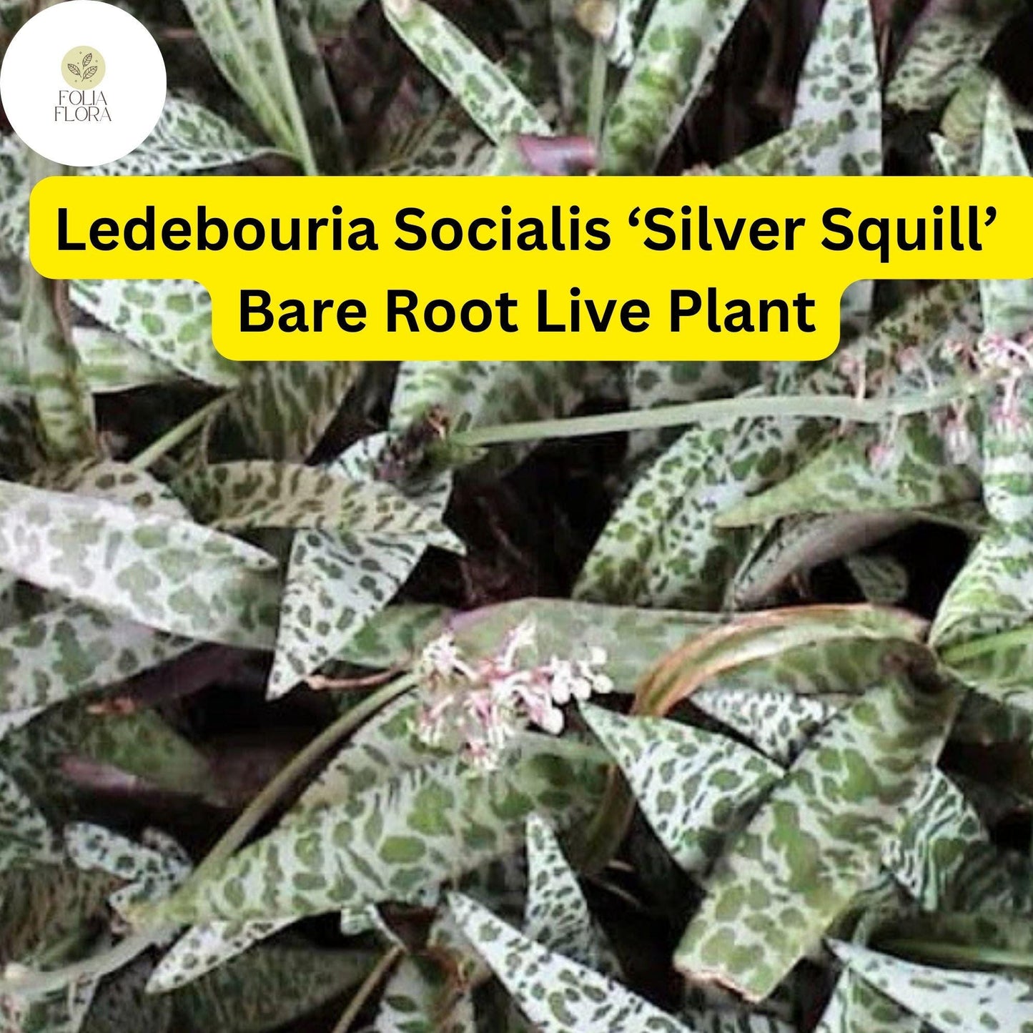 Ledebouria socialis ‘Silver Squill’ | 1 Bare Root Variegated Succulent Plant | Silver-Spotted Leaves, Drought-Tolerant