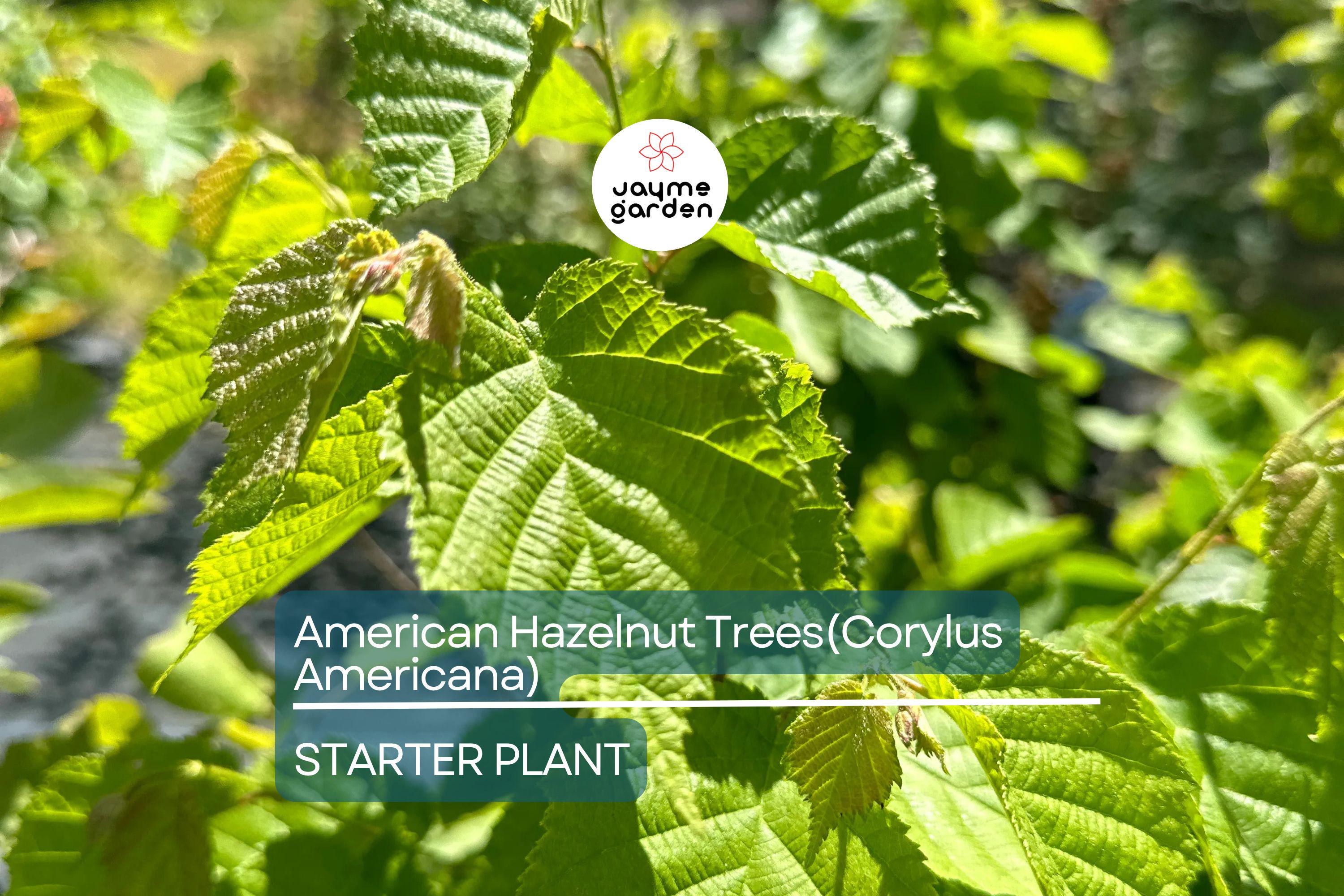 5 American Hazelnut Trees (Corylus Americana) 10–12" Bareroot – Nut-Producing Trees for Gardens & Wildlife, USDA Zones 4–9
