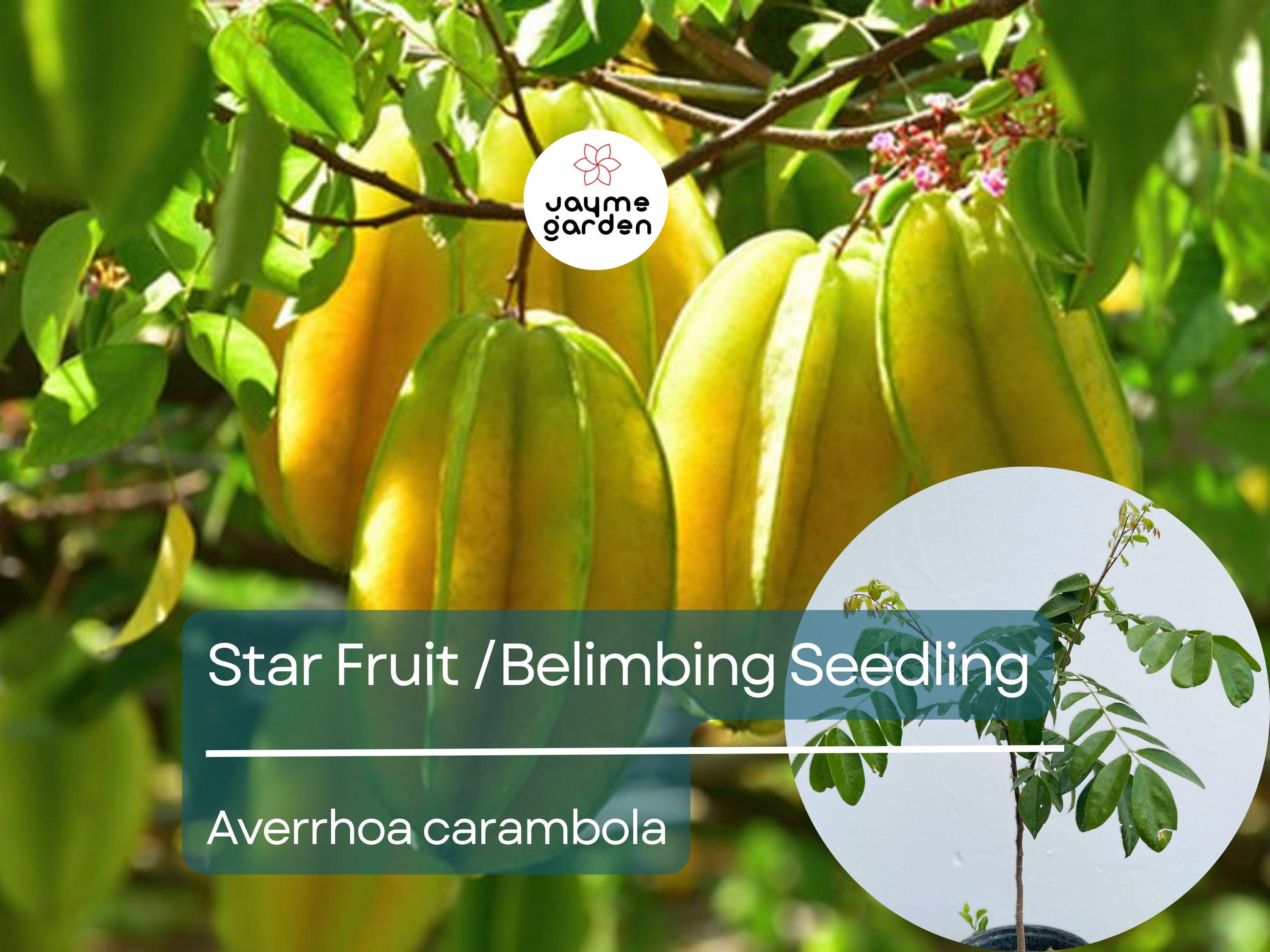 Grafted Star Fruit Seedling Starter Plant (Averrhoa carambola) Live Fruit Tree 24″-36″ - Sweet Tropical Carambola for Garden or Patio