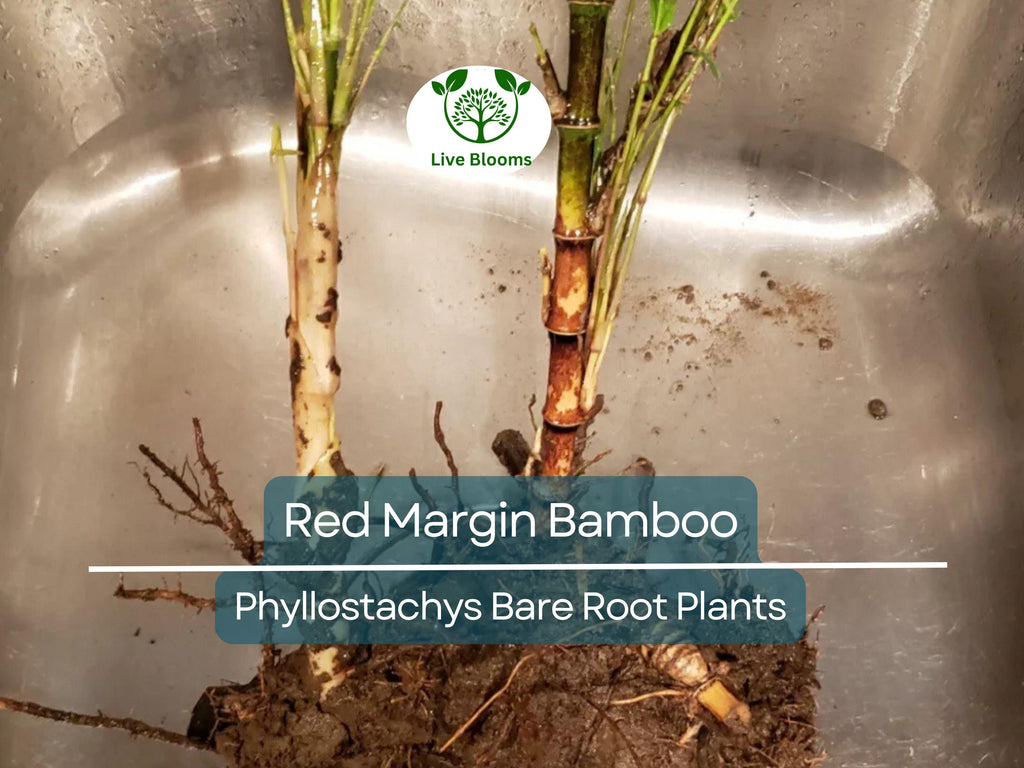1 Red Margin Bamboo – Bare Root Rhizome Plant – Phyllostachys rubromarginata – Cold Hardy Bamboo for Privacy & Windbreaks