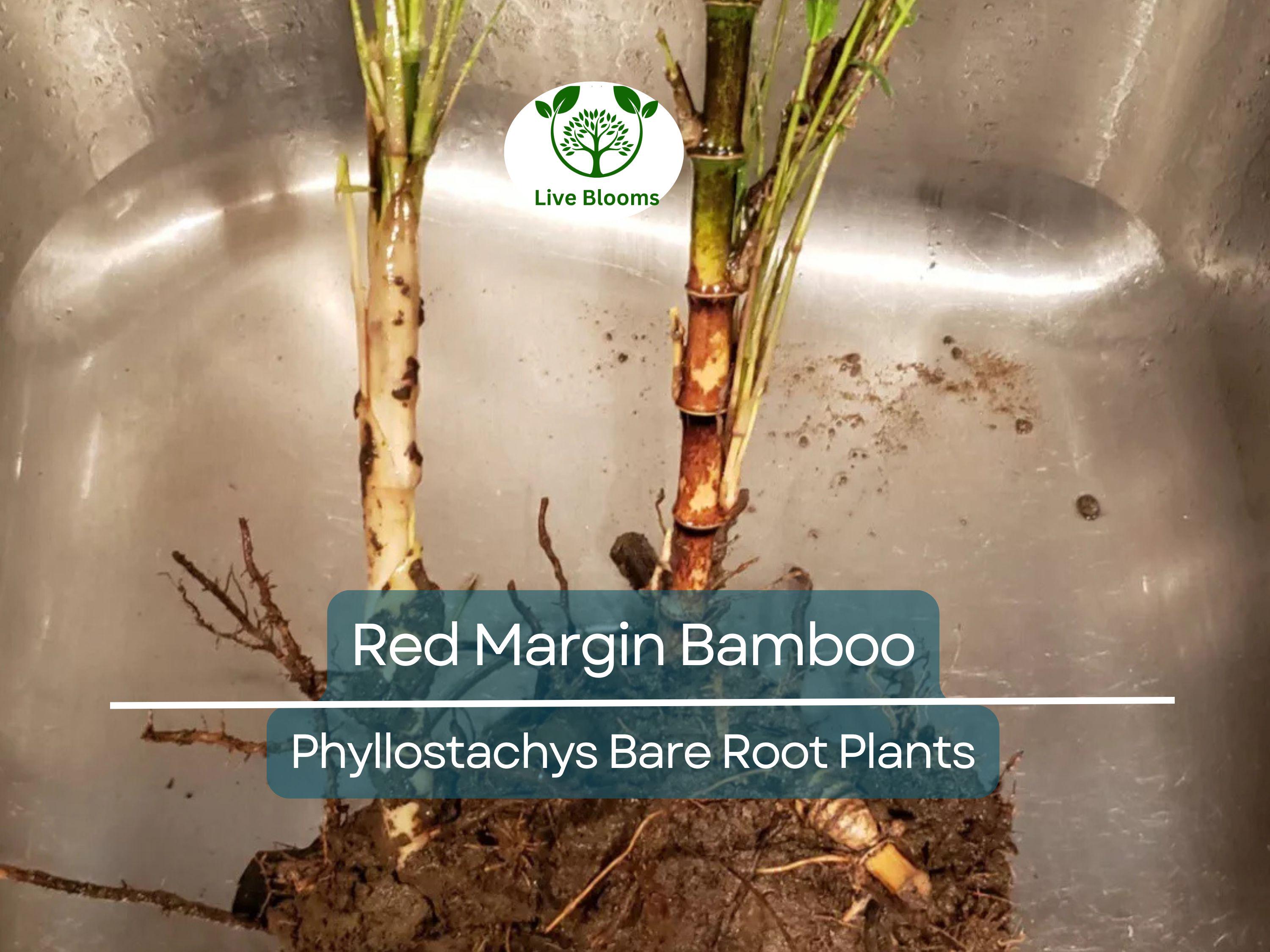1 Red Margin Bamboo – Bare Root Rhizome Plant – Phyllostachys rubromarginata – Cold Hardy Bamboo for Privacy & Windbreaks