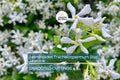 Star Jasmine Cuttings - 7 Live 6" Unrooted Cuttings, Fast-Growing, Fragrant White Blooms, USDA Zones 8-10
