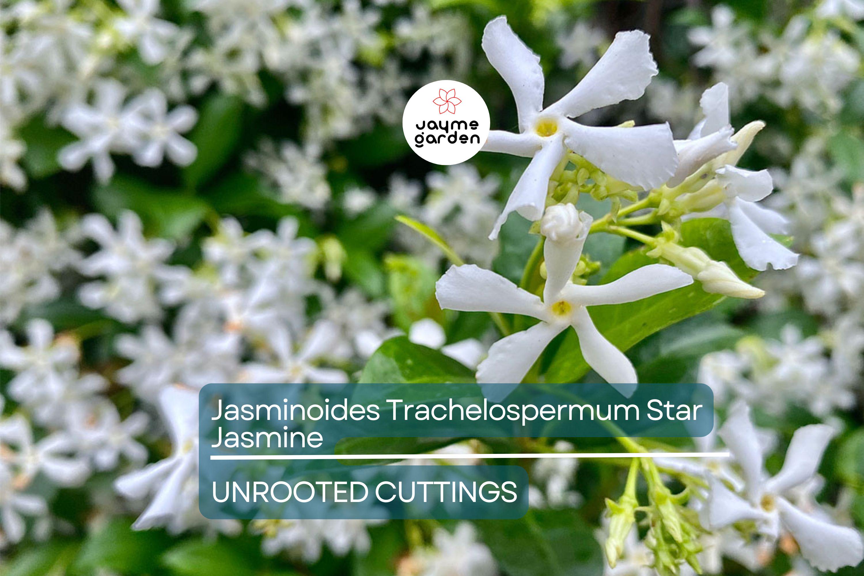 Star Jasmine Cuttings - 7 Live 6" Unrooted Cuttings, Fast-Growing, Fragrant White Blooms, USDA Zones 8-10