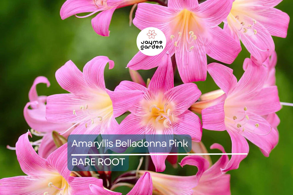 Amaryllis Belladonna Pink Naked Lady Bulb - Award-Winning, Fragrant Pink Blooms, Perfect for Rock Gardens, USDA Zones 8-11