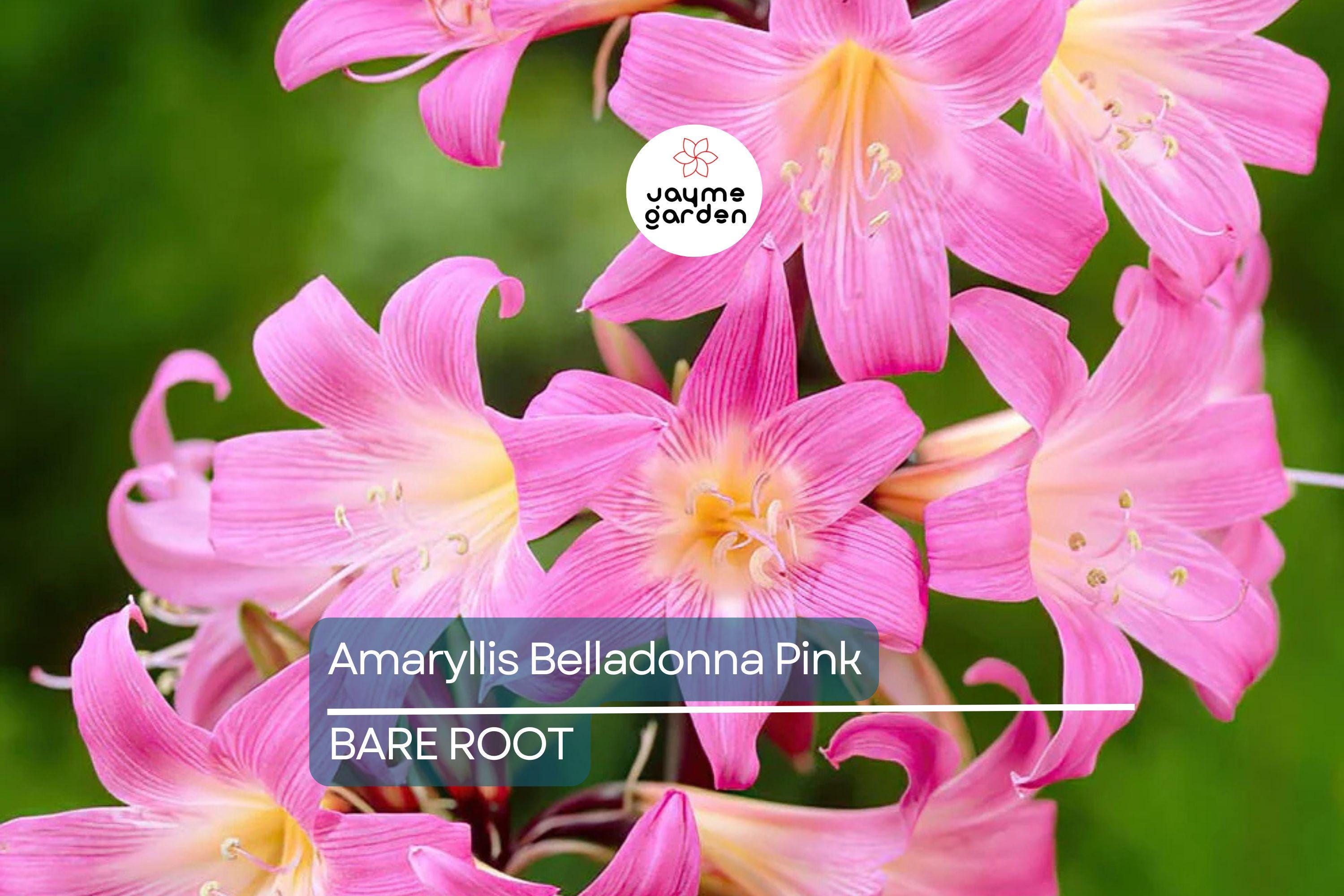 Amaryllis Belladonna Pink Naked Lady Bulb - Award-Winning, Fragrant Pink Blooms, Perfect for Rock Gardens, USDA Zones 8-11