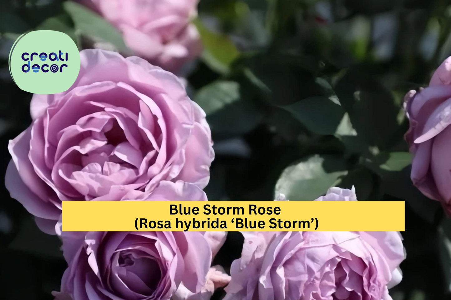 Blue Storm Rose Live Plant – 2-Year-Old Hybrid Tea Rose with Strong Roots, Large Lavender-Blue Blooms, Hardy Garden Flower Bush Zones 6–9