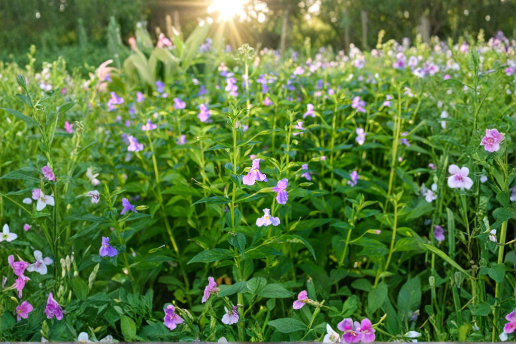 Monkey Flower / Allegheny Monkeyflower / Square-stemmed Monkeyflower – 5,000 Seeds | Native Wetland Perennial | Purple Blooms