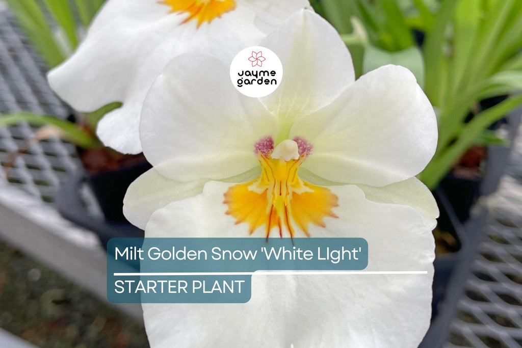 Milt Golden Snow 'White Light' Orchid Plant | Live Seedling in 3" Pot | Sub-Tropical | Indoor & Outdoor | Elegant White Blooms
