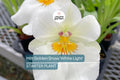 Milt Golden Snow 'White Light' Orchid Plant | Live Seedling in 3" Pot | Sub-Tropical | Indoor & Outdoor | Elegant White Blooms