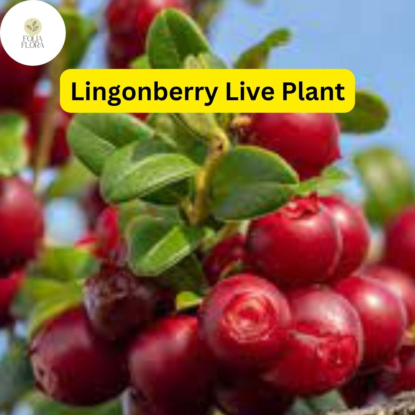 1 Live Lingonberry Plants, Vaccinium vitis-idaea, Hardy Edible Ground Cover