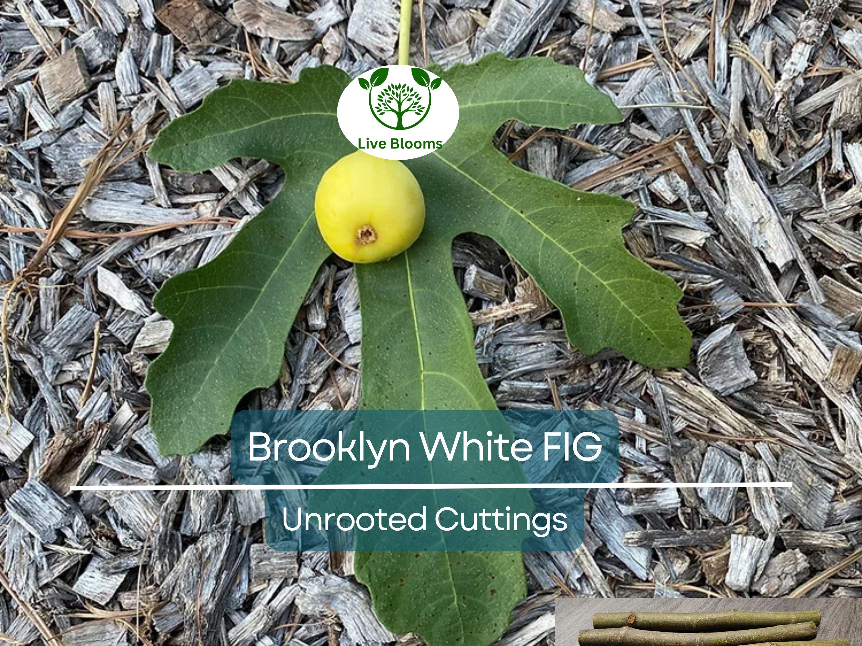 2 Brooklyn White Fig Unrooted Cuttings + Willow Water for Rooting, Fresh Figs, Fig Tree Propagation, Grow Brooklyn White Figs at Home
