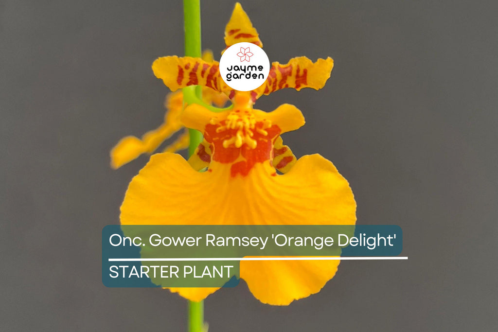 Oncidium Gower Ramsey 'Orange Delight' | Live Orchid Starter Plant | Vibrant Orange Flowers | Indoor & Outdoor | Potted 1B18