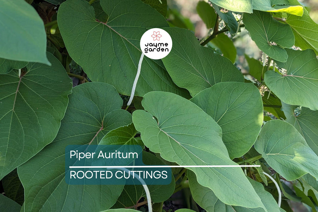 2 Piper Auritum Root Beer Plants (Hoja Santa) - Edible Mexican Pepperleaf, Ornamental