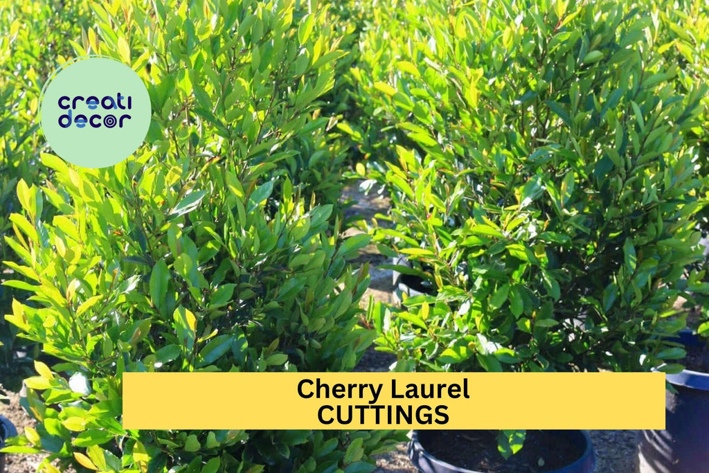 20 Cherry Laurel Cuttings | Prunus Laurocerasus 6-8" Fresh Starter Wood | Privacy Hedge Shrub or Tree for Garden Landscaping