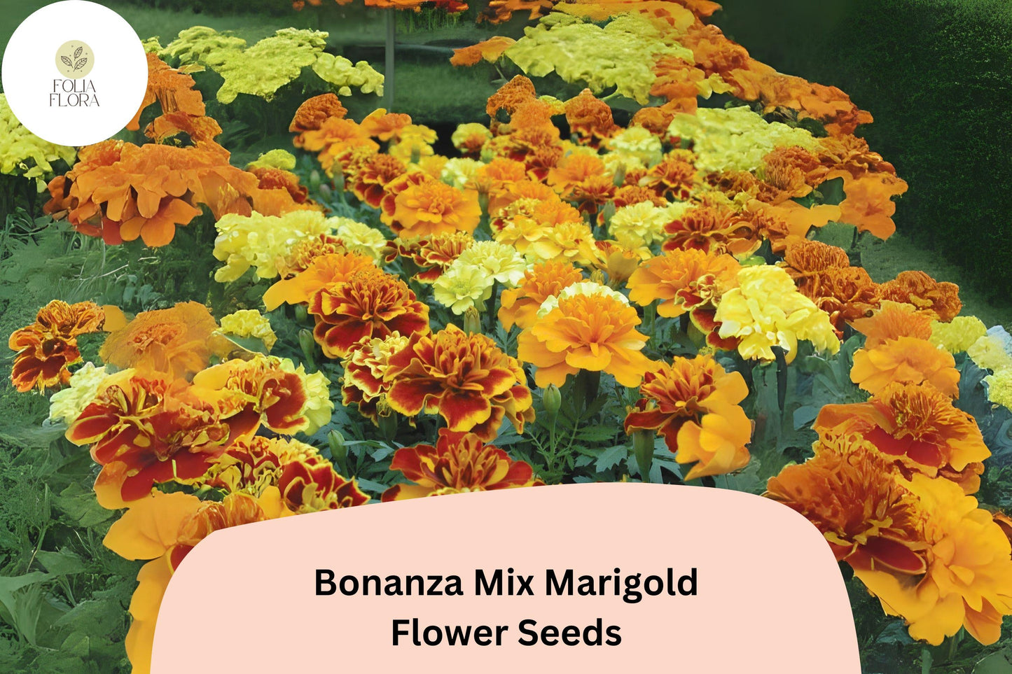 25+ Bonanza Mix Marigold Seeds | Tagetes patula | Dwarf French Marigold Blend | Orange, Yellow & Red Blooms for Garden and Pots