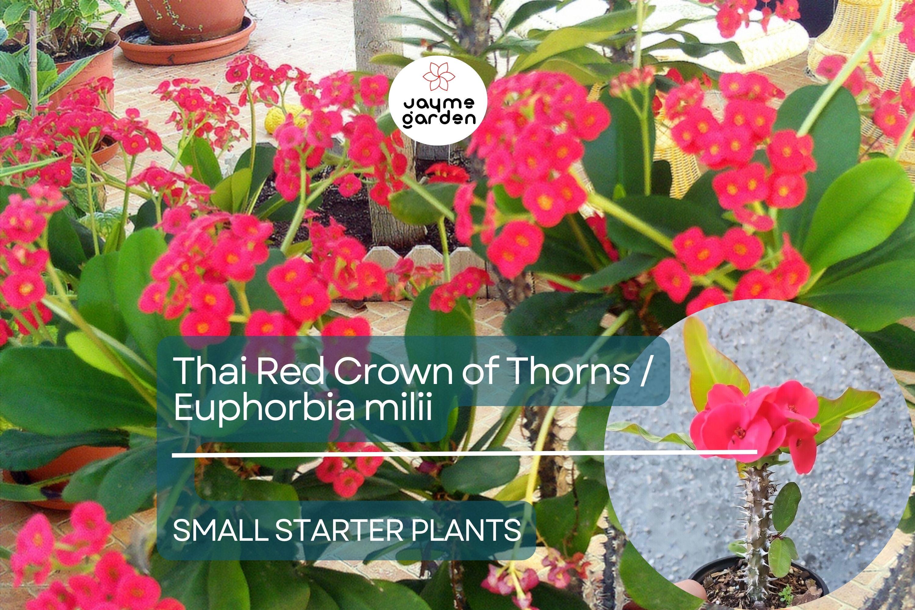 Thai Red Crown of Thorns Starter Plant - Euphorbia Milii, 5-7 Inches Tall, Well-Rooted - Tropical Beauty with Red Flowers for Gardens