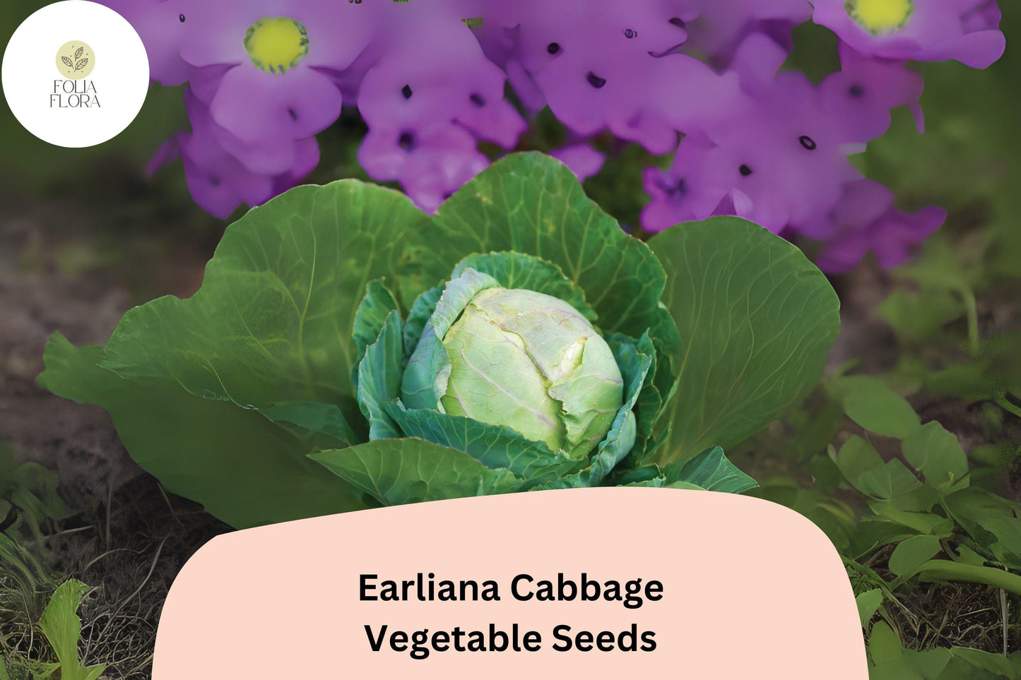 500+ Earliana Cabbage Seeds | Brassica oleracea | Early Heirloom Variety | Bulk Garden Vegetable Seeds
