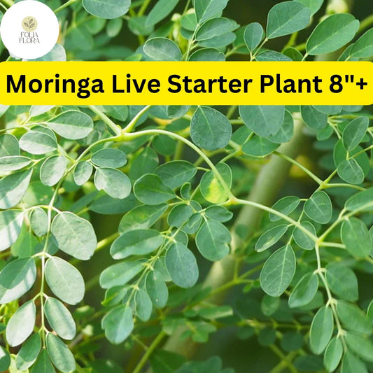 1 Moringa Rooted Live Plant 8"+ | Tree of Life
