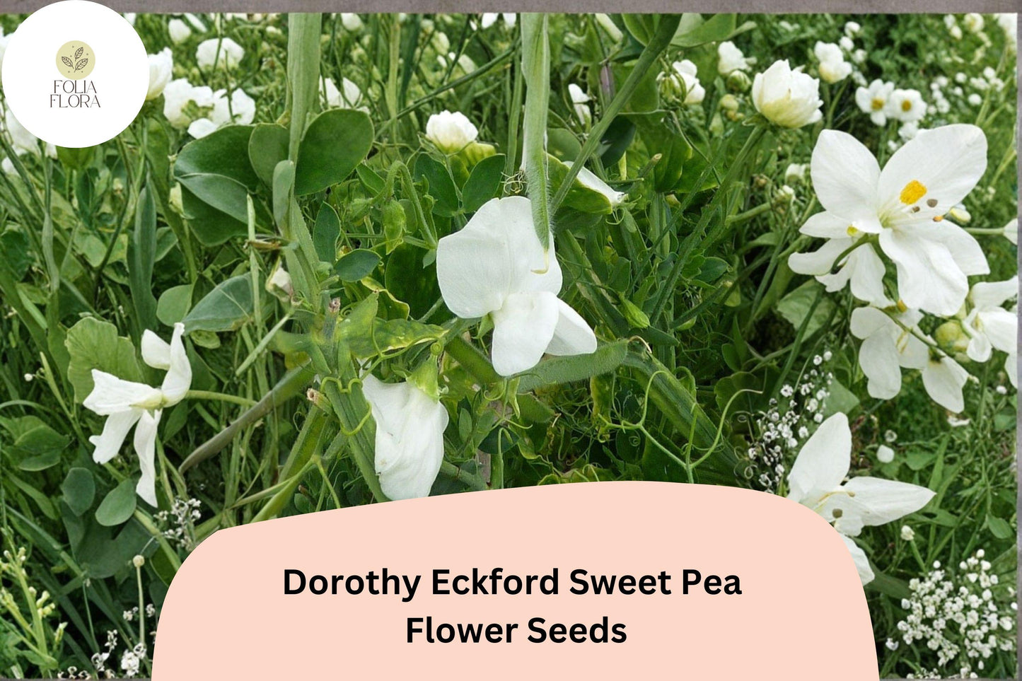 50+ Dorothy Eckford Sweet Pea Seeds | Fragrant White Flower for Garden Trellis, Fence & Cut Flowers