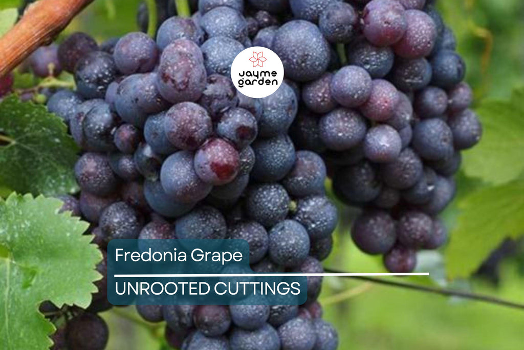 Fredonia Grape Cuttings | 5 Unrooted Cuttings | Organic| Easy to Grow | Cold-Hardy & Disease-Resistant