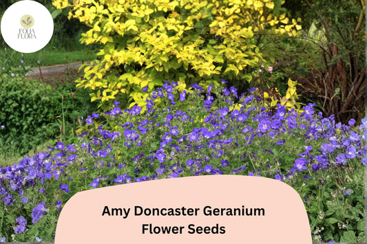 25+ Amy Doncaster Geranium Seeds | Hardy Perennial Cranesbill | Purple Garden Flower Seeds