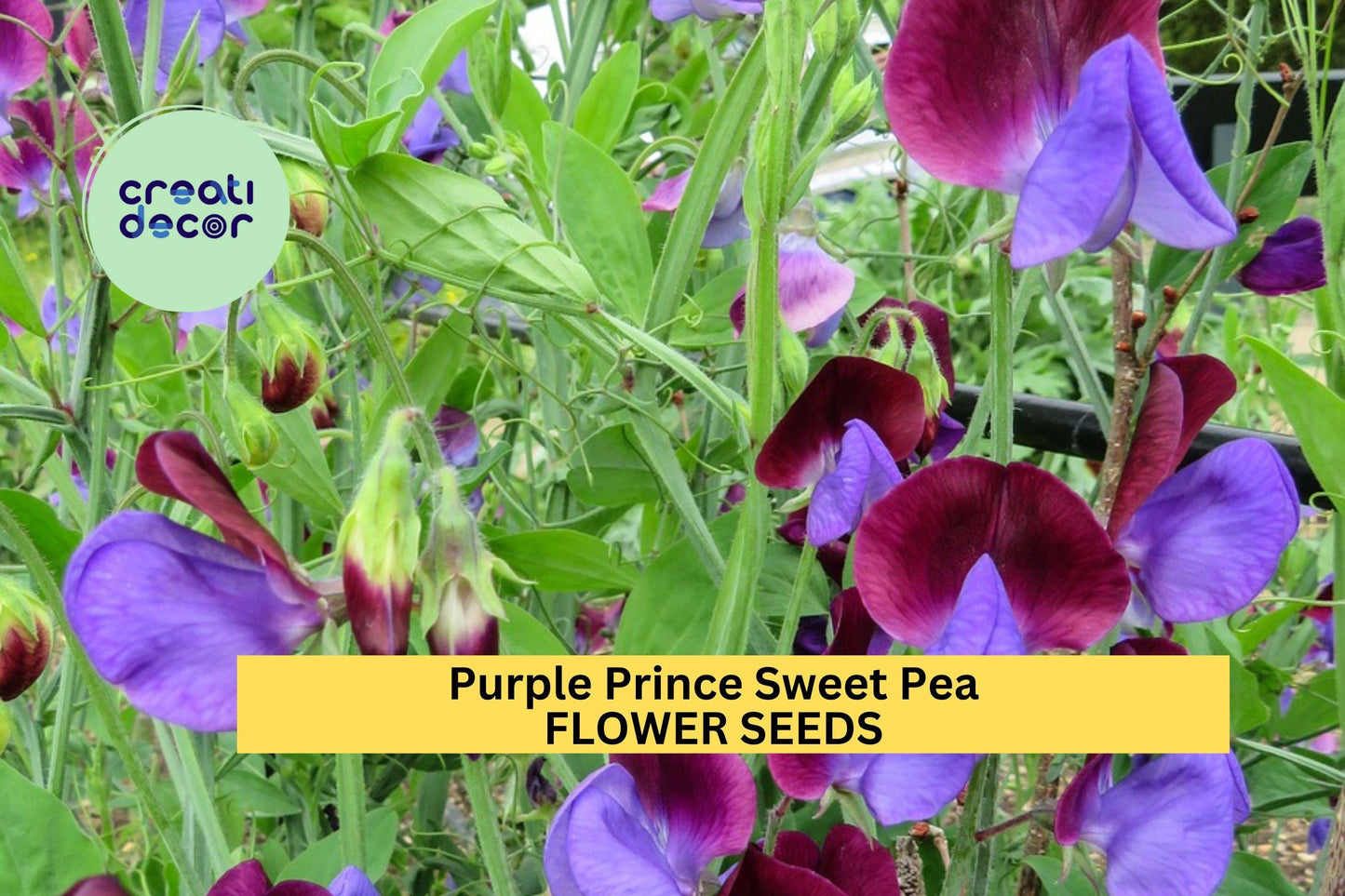 50+ Purple Prince Sweet Pea Seeds – Deep Violet Fragrant Blooms for Garden Planting, Climbing Vines for Trellises & Bouquets – USA