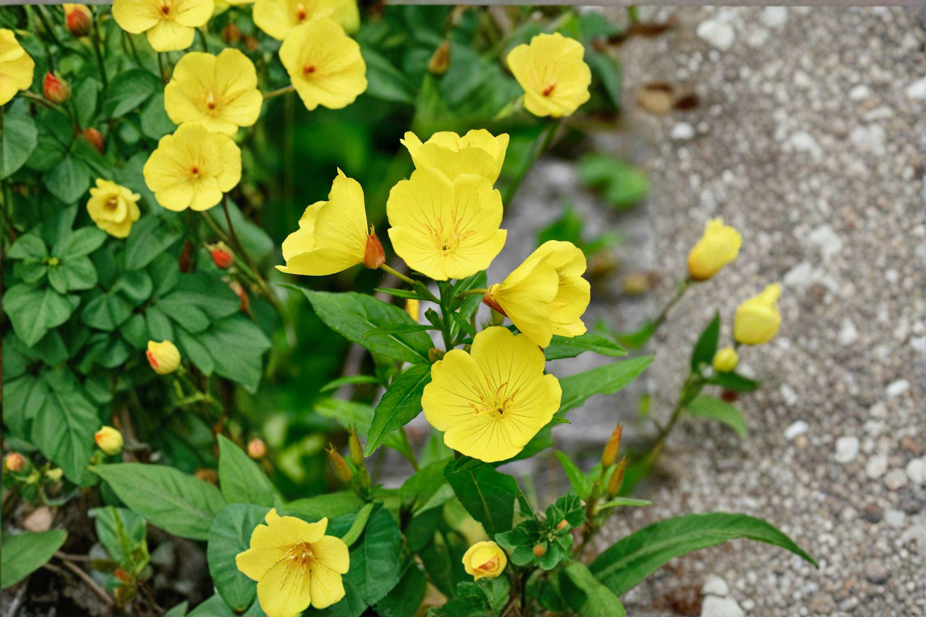 Evening Primrose – Oenothera biennis 200 Seeds | Native Wildflower | Night-Blooming Pollinator Plant | Hardy Biennial