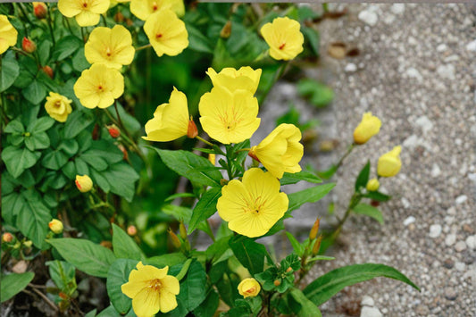 Evening Primrose – Oenothera biennis 200 Seeds | Native Wildflower | Night-Blooming Pollinator Plant | Hardy Biennial