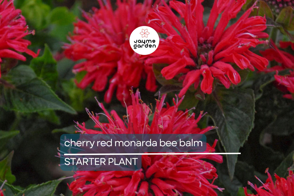 Cherry Red Monarda Bee Balm Plants (Lot of 2) | Live Perennial Flowers | Butterfly Magnet | Vibrant Blooms | Full Sun