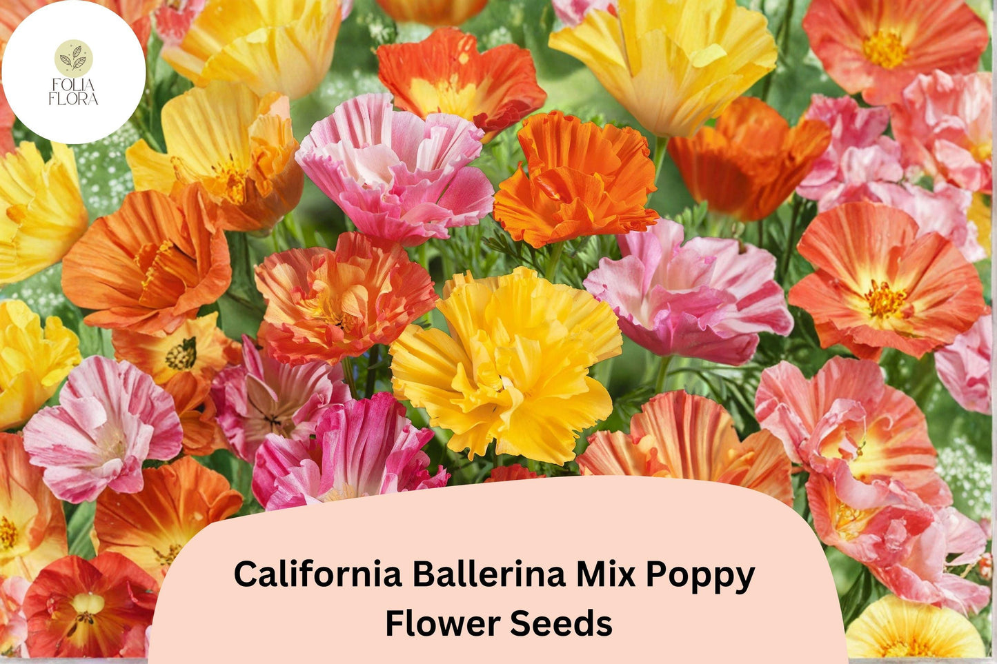 200+ California Ballerina Mix Poppy Seeds | Eschscholzia californica | Mixed Color Blooms | Easy Wildflower Seeds