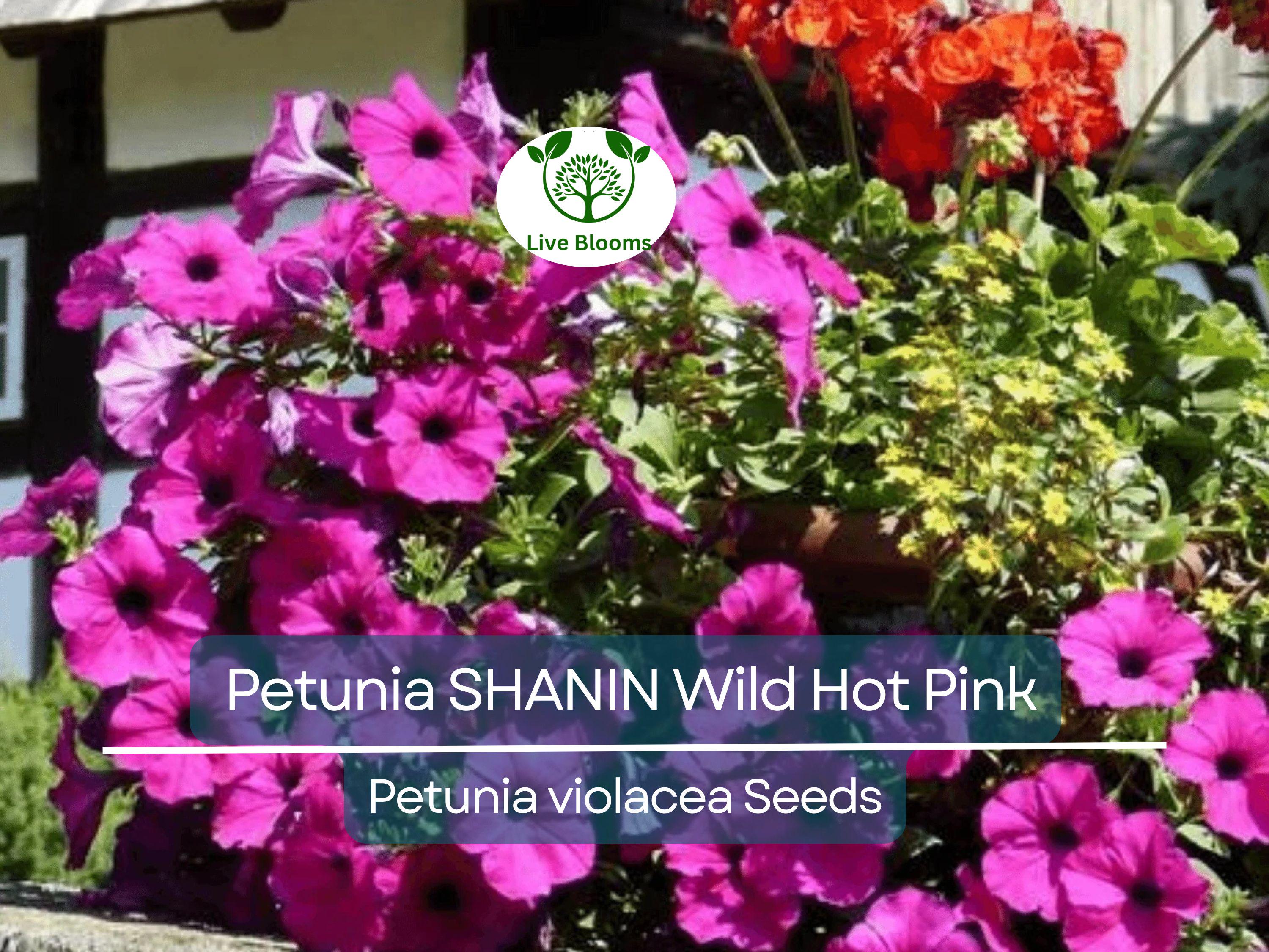 2000 Seeds Petunia SHANIN Wild Hot Pink Flowers, Spring Garden, Garden Petunia Seeds, Annual Container Plants, Petunia x hybrida, Hot Pink