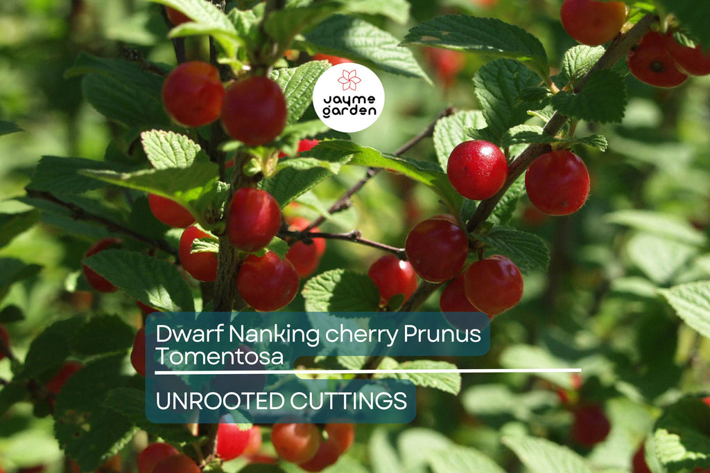 10 Unrooted Cuttings Dwarf Nanking Cherry Prunus Tomentosa Semi-Hardwood (6-7”)