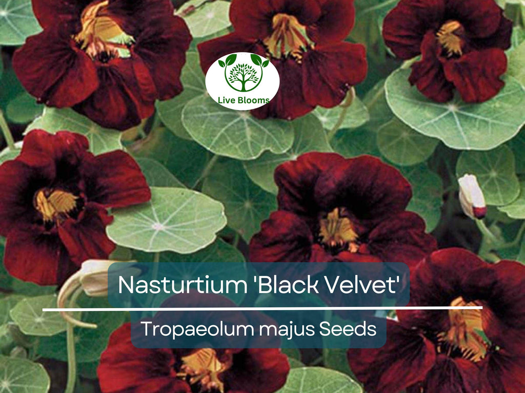 15 Nasturtium 'Black Velvet' Seeds | Heirloom Edible Flowers, Non-GMO, Beneficial Garden Plant, Unique Black Blooms, USA Grown