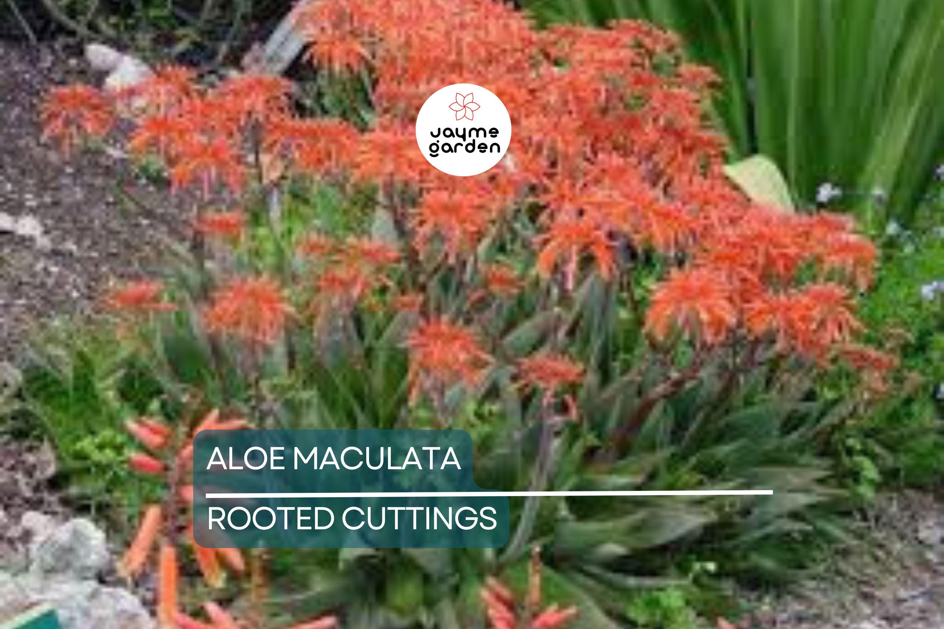 Aloe Maculata "Soap Aloe" | 6"+ Fresh Heavily Rooted Live Succulent | Drought Resistant | Coral Red Flowers | Medicinal Aloe Plant