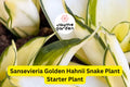 Sansevieria Golden Hahnii Snake Plant Starter - Dwarf Variegated Houseplant - Air Purifying & Low Maintenance | Mother-in-law’s Tongue